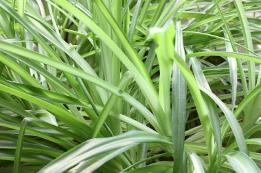 Evde bitki yakın çekim