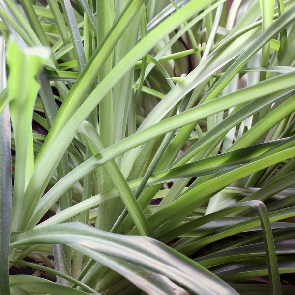 家の中の植物をクローズ アップ — ストック写真