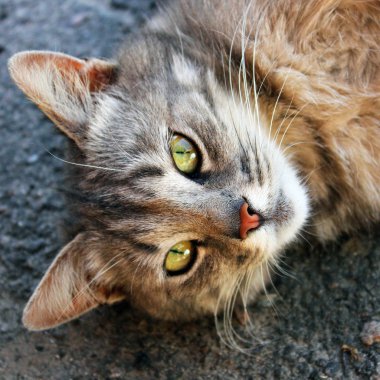 güzel kedi kameraya bakıyor