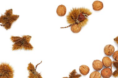 Kestaneler beyaz arkaplanda