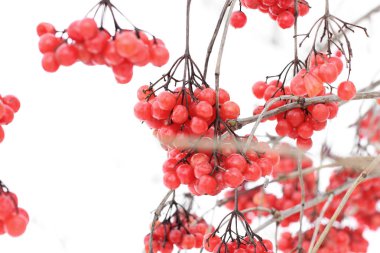 Kartopu karda. Güzel kış.