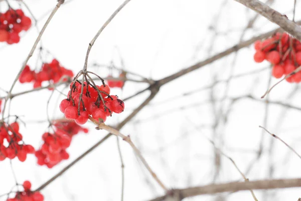 Viburno Invernale Bellissimo Inverno Prima Neve — Foto Stock