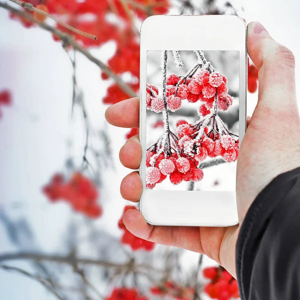 Viburnum Dans Neige Bel Hiver — Photo