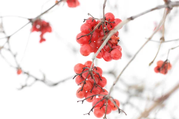 Viburnum Neve Belo Inverno — Fotografia de Stock