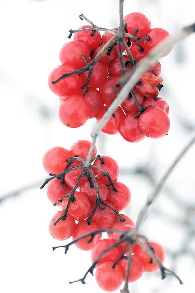 Вибурнум Снегу Прекрасная Зима — стоковое фото