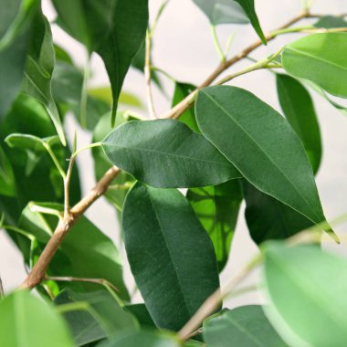 Evde bitki yakın çekim