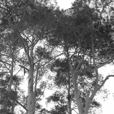 Kış orman. Doğa. Kış