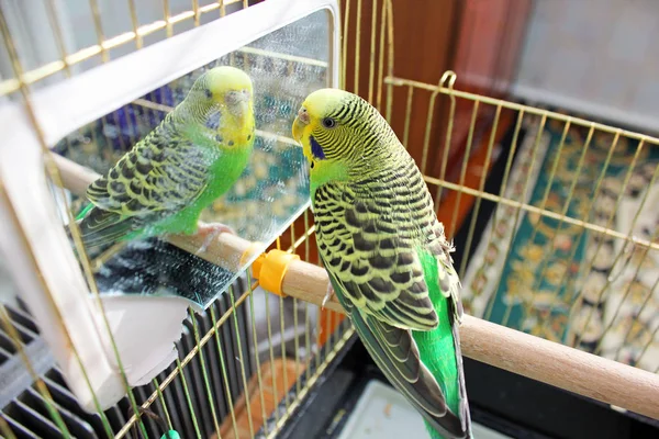Wavy Parrot Cage — Stock Photo, Image