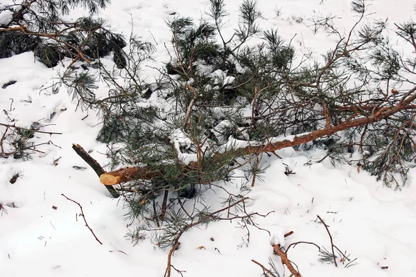 Forêt Hiver Nature Hiver — Photo