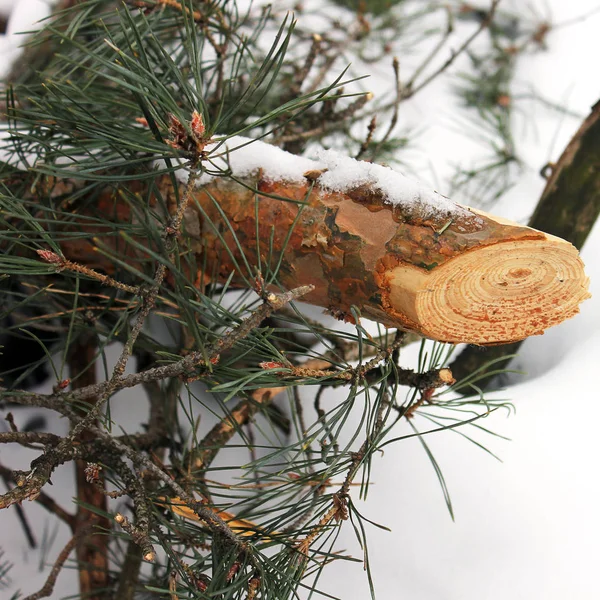 Forêt Hiver Nature Hiver — Photo