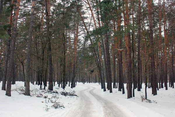 Bosque Invierno Naturaleza Invierno —  Fotos de Stock