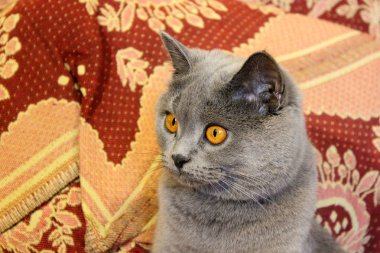 İri gözlü güzel kedi