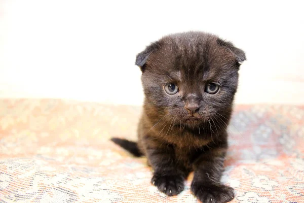 Gatinho Lindo Gato — Fotografia de Stock