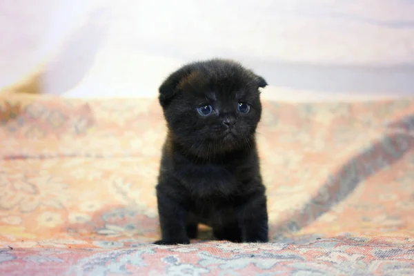 Kleine Schöne Kätzchen Katze — Stockfoto