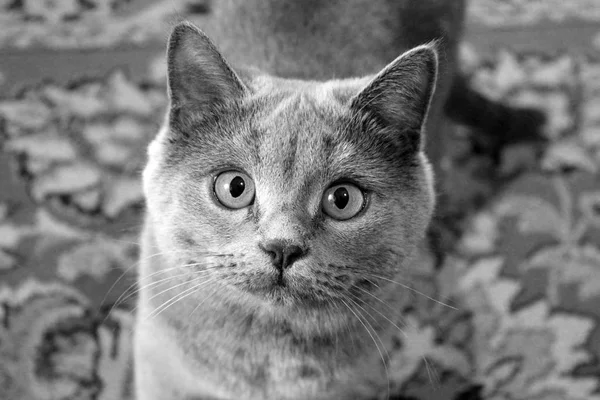 Hermoso Gato Con Grandes Ojos — Foto de Stock