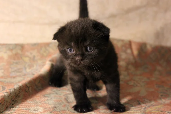 Маленький Красивий Кошеня Кіт — стокове фото