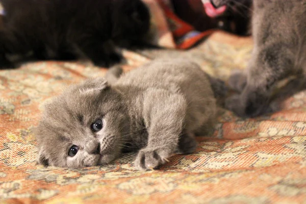 Kleine Schöne Kätzchen Katze — Stockfoto