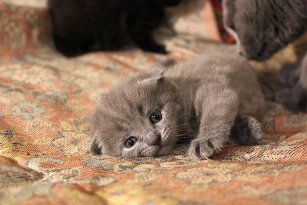 美しい子猫 — ストック写真
