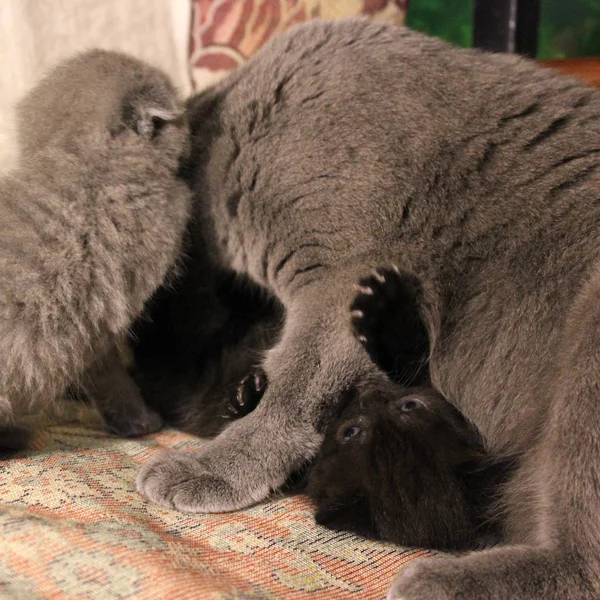 Anne Kedi Yavru Kedi — Stok fotoğraf