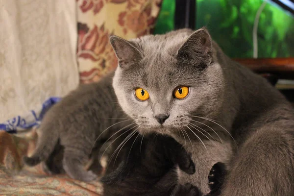 Красива Кішка Великими Очима — стокове фото
