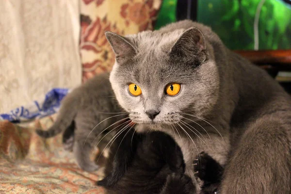 Красива Кішка Великими Очима — стокове фото