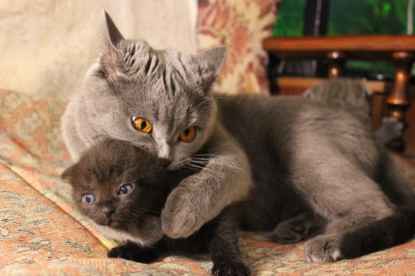 子猫と母猫 — ストック写真