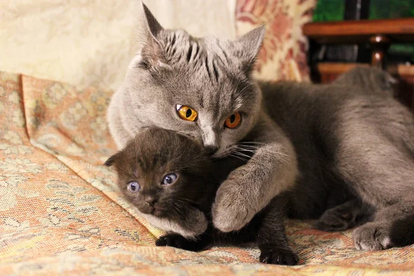 Kätzchen Und Katzenmutter — Stockfoto