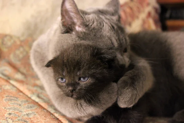 Gatinhos Mãe Gato — Fotografia de Stock