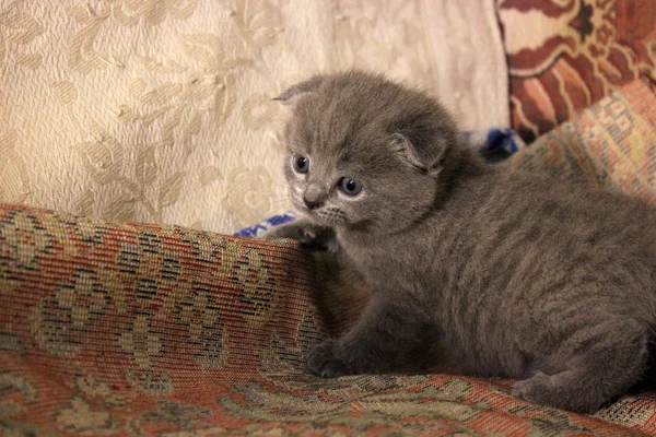 Kleine Mooie Kitten Kat — Stockfoto