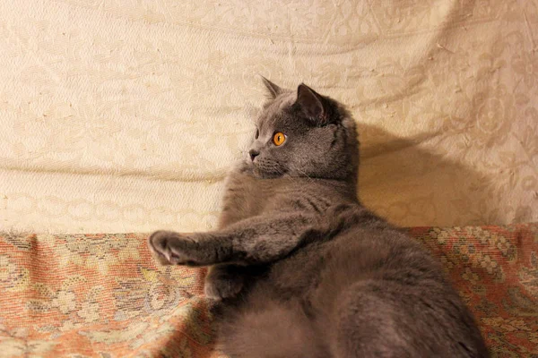大きな目を持つ美しい猫 — ストック写真
