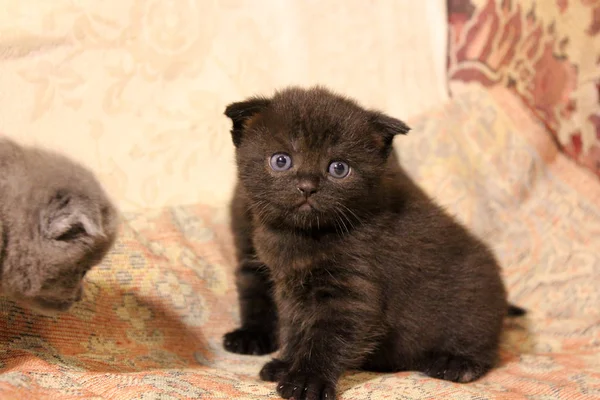 Kleine Schöne Kätzchen Katze — Stockfoto