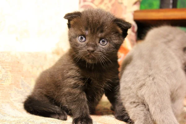 Gatinho Lindo Gato — Fotografia de Stock