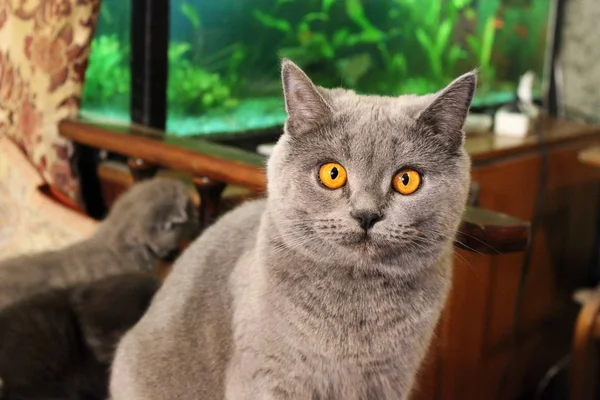 Schöne Katze Mit Großen Augen — Stockfoto