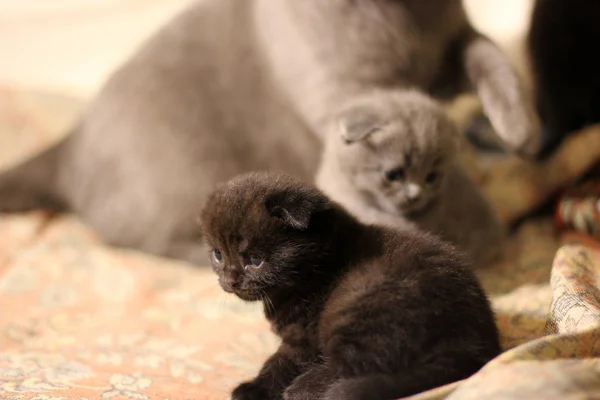 Kätzchen Und Katzenmutter — Stockfoto