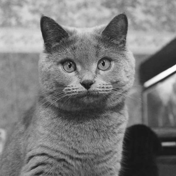 Hermoso Gato Con Grandes Ojos —  Fotos de Stock