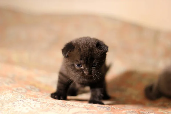 Güzel Kedicik Kedi — Stok fotoğraf