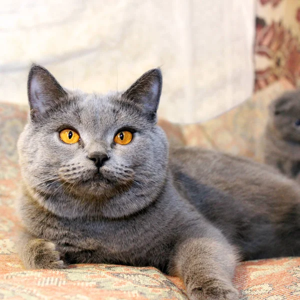 Красива Кішка Великими Яскравими Очима — стокове фото