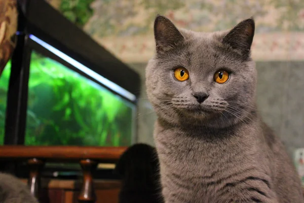 Hermoso Gato Con Grandes Ojos Brillantes —  Fotos de Stock