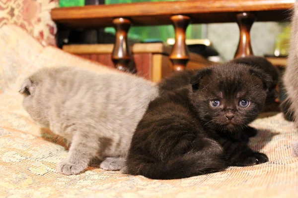 Küçük Güzel Kedi Yavrusu Kedi — Stok fotoğraf