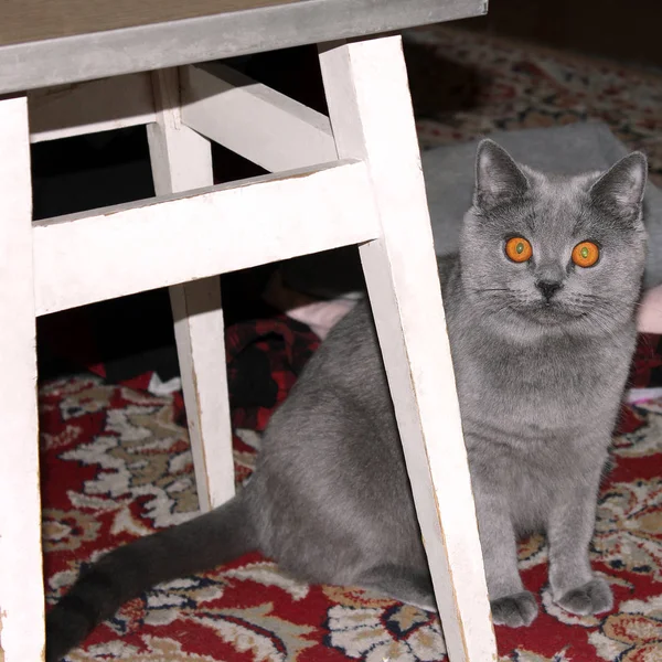 Schöne Katze Mit Großen Leuchtenden Augen — Stockfoto
