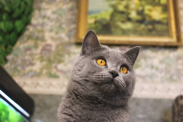 Hermoso Gato Con Grandes Ojos Brillantes —  Fotos de Stock