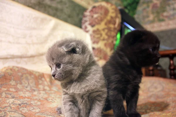 Little Beautiful Kittens Cat — Stock Photo, Image