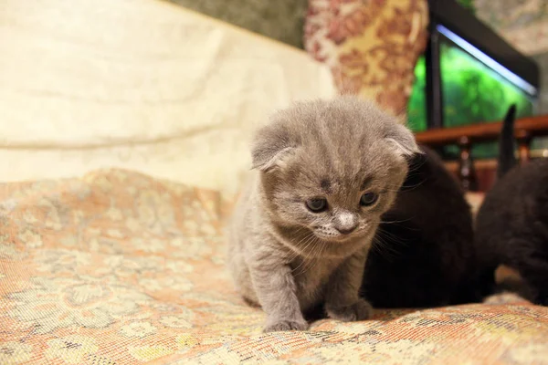 Pequeños Gatitos Hermosos Gato — Foto de Stock