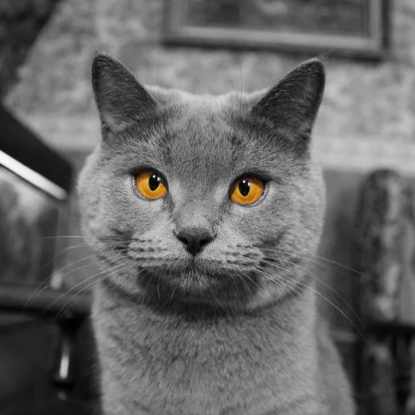 Hermoso Gato Con Grandes Ojos Brillantes —  Fotos de Stock