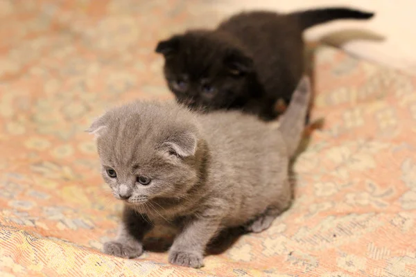 Маленькие Красивые Котята Cat — стоковое фото