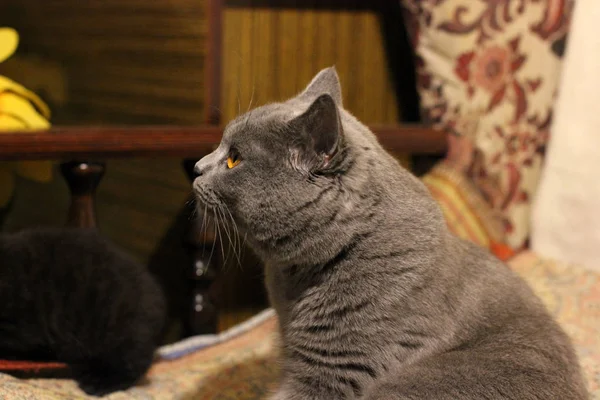 大きな明るい目の美しい猫 — ストック写真