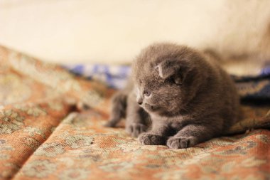 Küçük güzel kedi yavrusu. Kedi