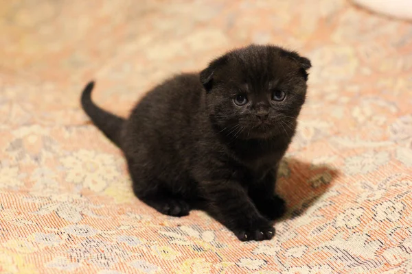 Kleine Schöne Kätzchen Katze — Stockfoto