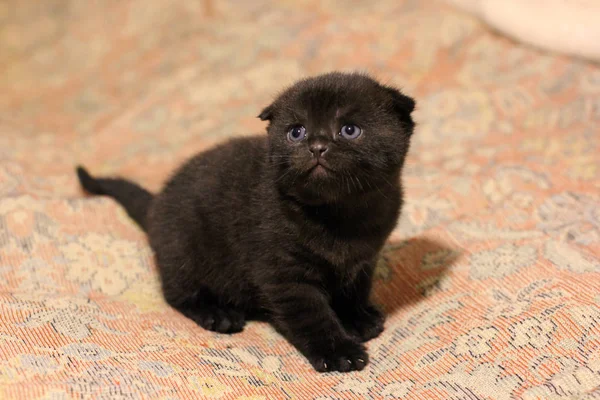 Kleine Schöne Kätzchen Katze — Stockfoto