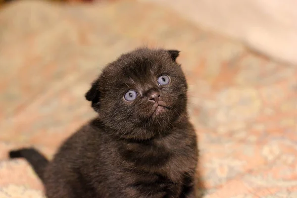 Małe Piękne Kocięta Kot — Zdjęcie stockowe